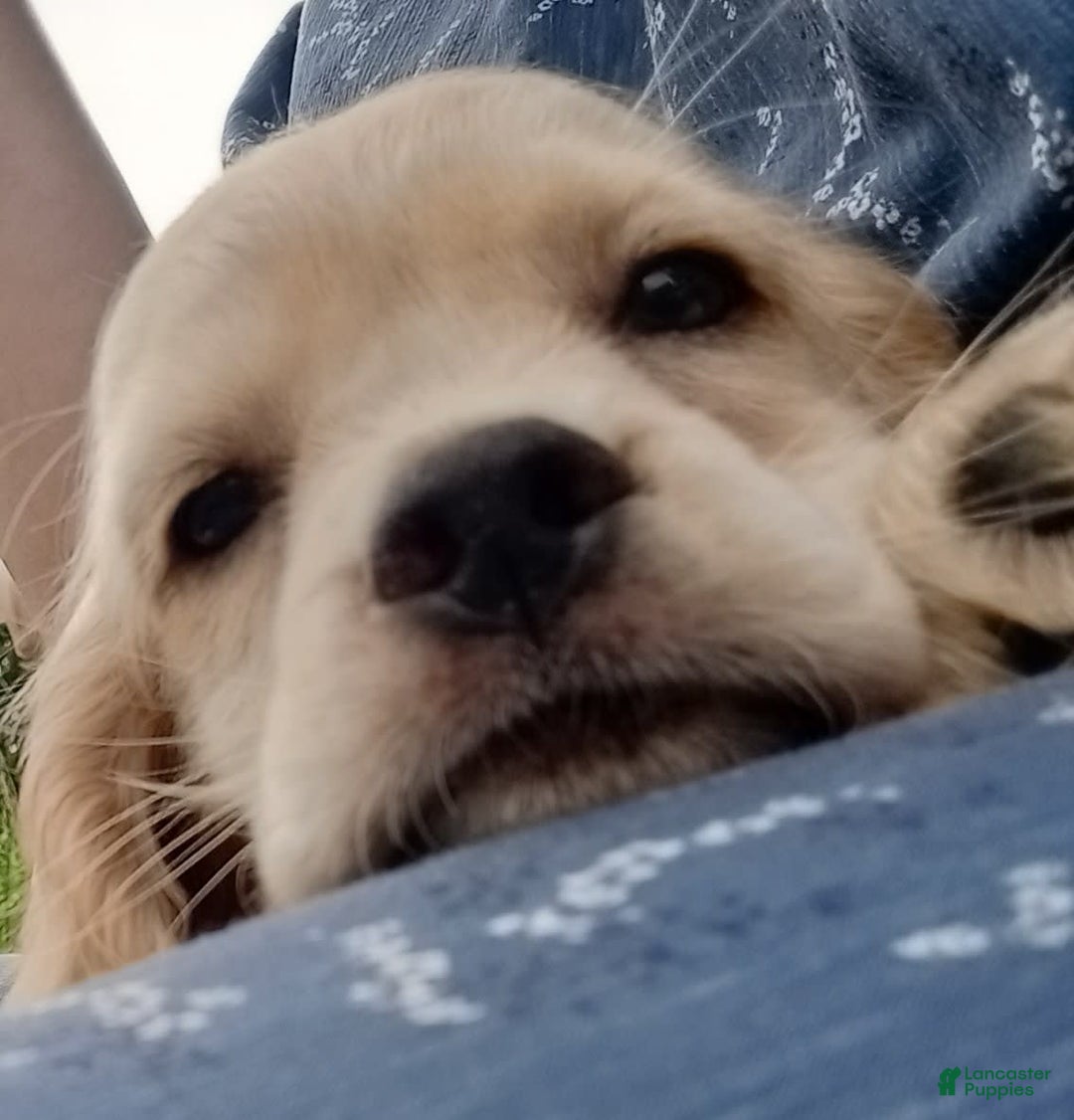 Cocker Spaniel dogs for sale: Marshmallow - Image 5
