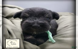 Miniature Schnauzer dogs for sale: River - Image 3