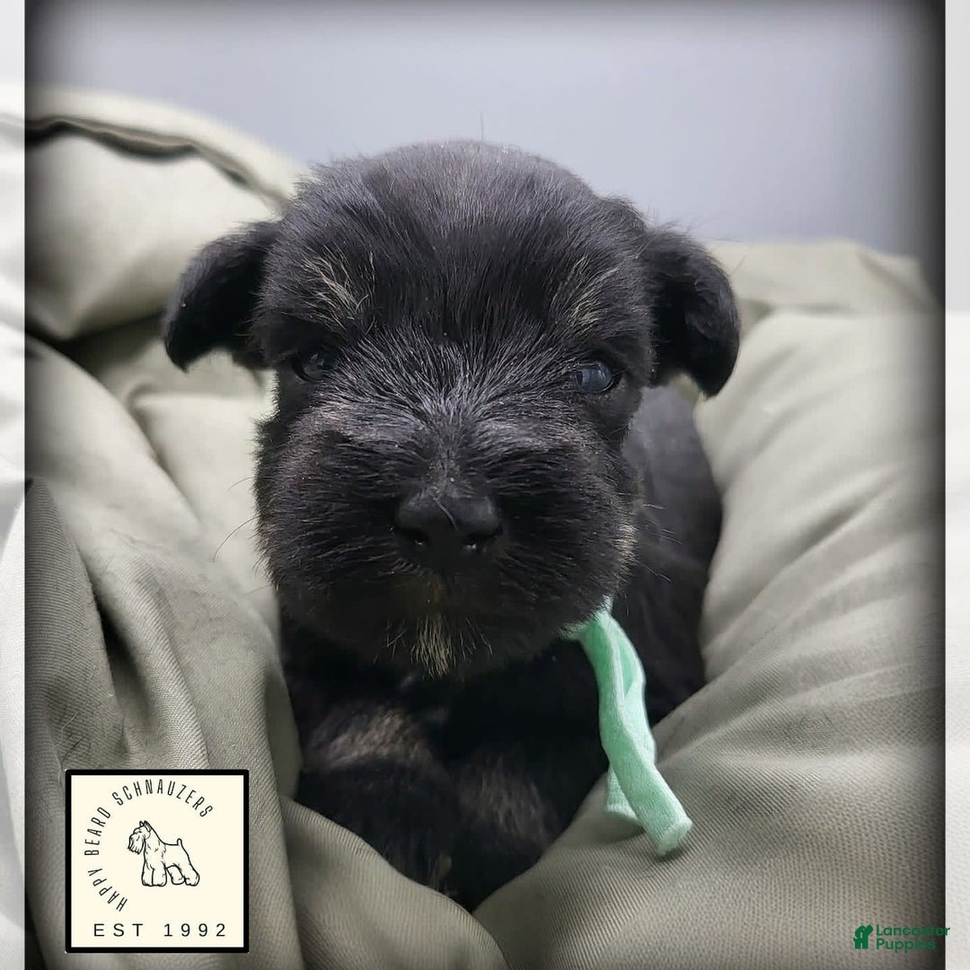 Miniature Schnauzer dogs for sale: River - Image 3