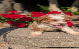 Cavapoo dogs for sale: Kya - Image 5