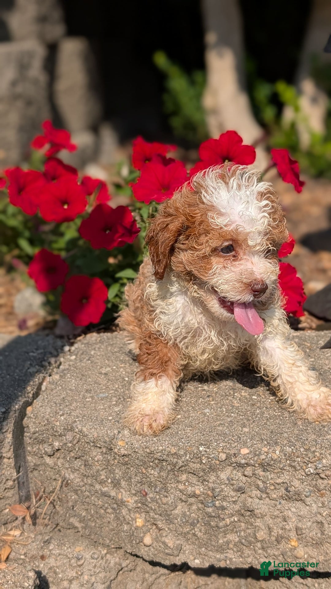 Cavapoo dogs for sale: Kya - Image 5