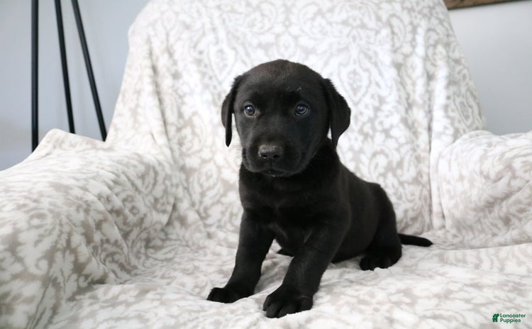 Labrador Retriever dogs for sale - Ad 2
