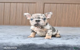 French Bulldog dogs for sale: Dandelion - Image 4