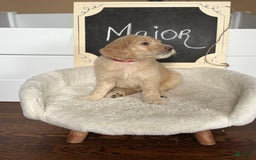 Goldendoodle dogs for sale: Major - Image 2