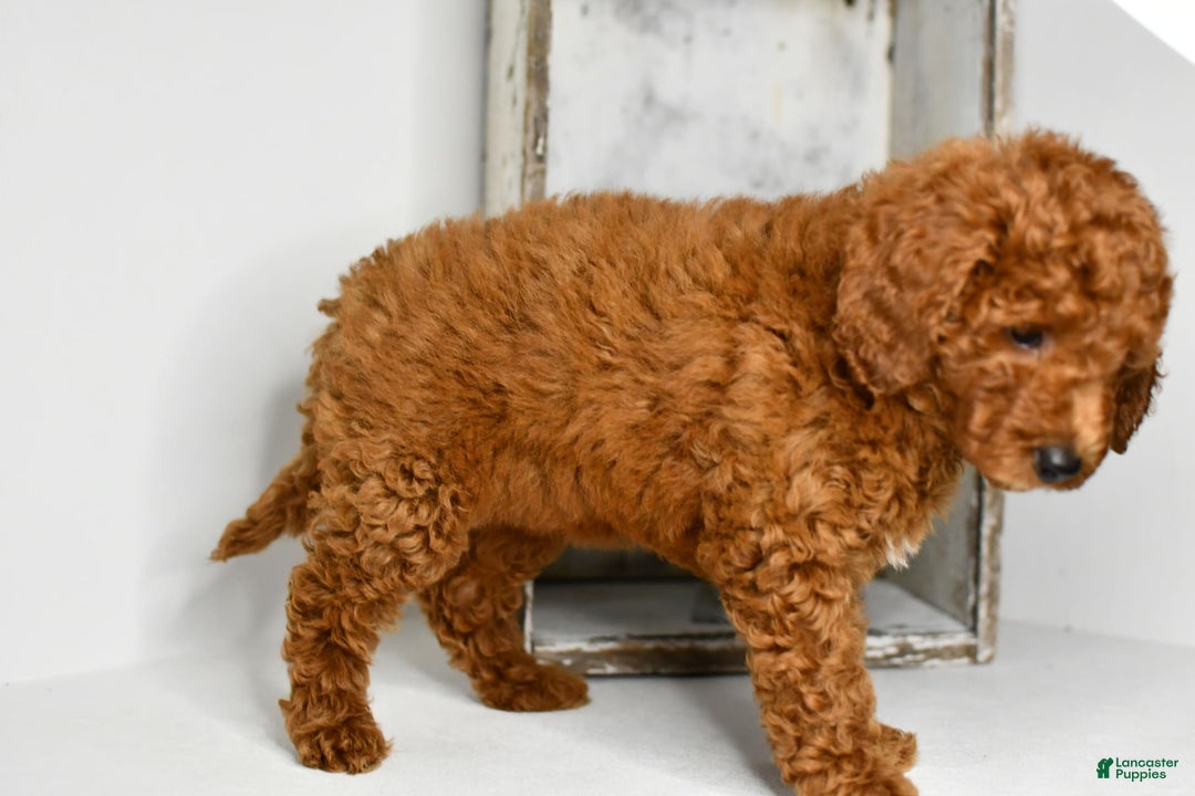 Mini Goldendoodle dogs for sale: Hunter - Image 3