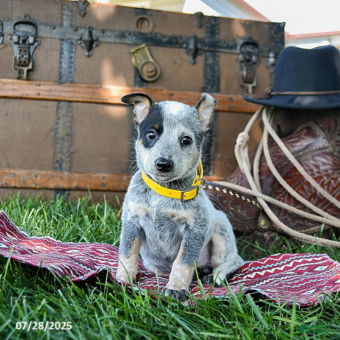 Australian Cattle Dog dogs for sale: Clover - Image 2
