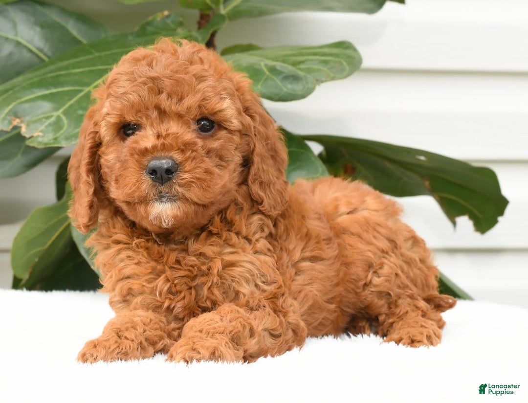 Mini Goldendoodle dogs for sale: Nina - Image 4