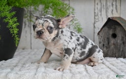 French Bulldog dogs for sale: French Bulldog 8 puppies - Image 9