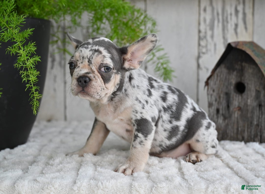 French Bulldog dogs for sale: French Bulldog 8 puppies - Image 9