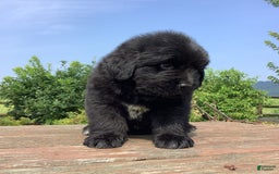 Newfoundland dogs for sale: Dawson - Image 8