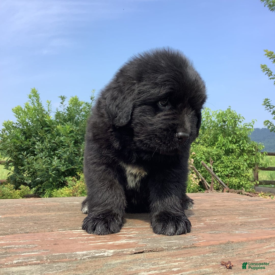 Newfoundland dogs for sale: Dawson - Image 8