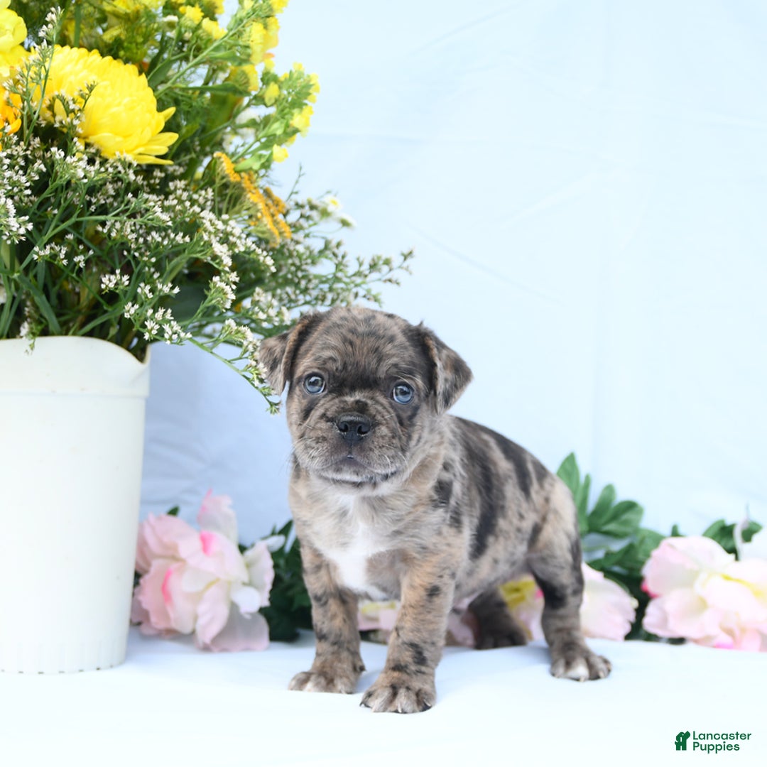 Boston Terrier dogs for sale: Comet - Image 2