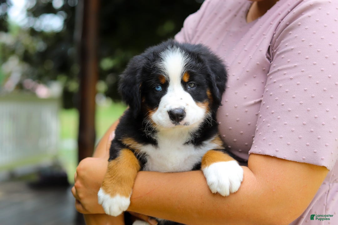 Bernese Mountain Dog dogs for sale: Blue Sky - Image 4