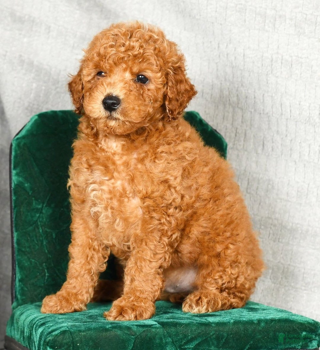 Miniature Poodle dogs for sale: Dino - Image 6