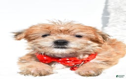 Morkie dogs for sale: Ritz Teacup - Image 6