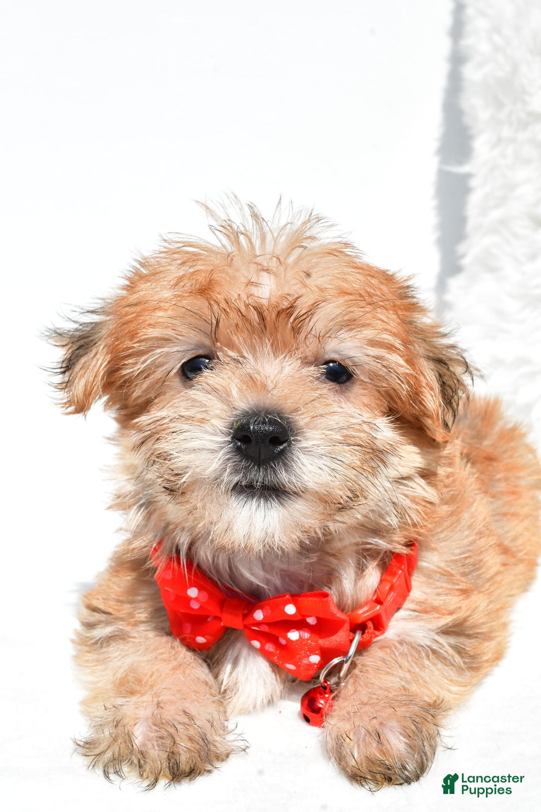 Morkie dogs for sale: Ritz Teacup - Image 6