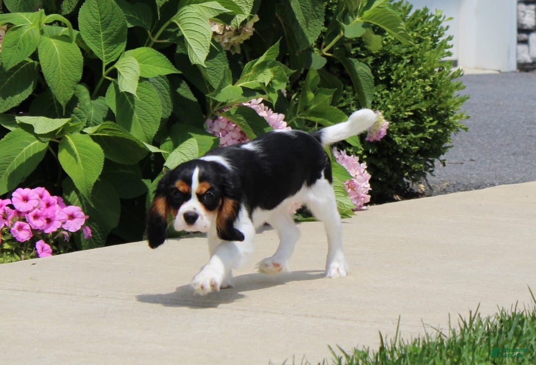 Cavalier King Charles Spaniel dogs for sale: Abby - Image 28