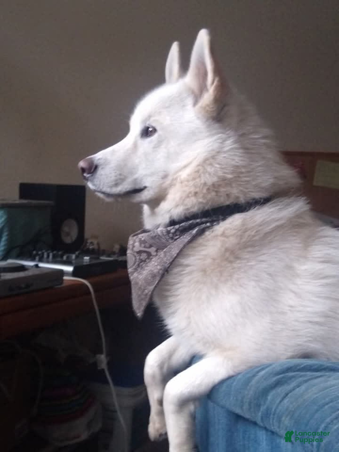 Gerberian Shepsky dogs for sale: Icy - Image 7