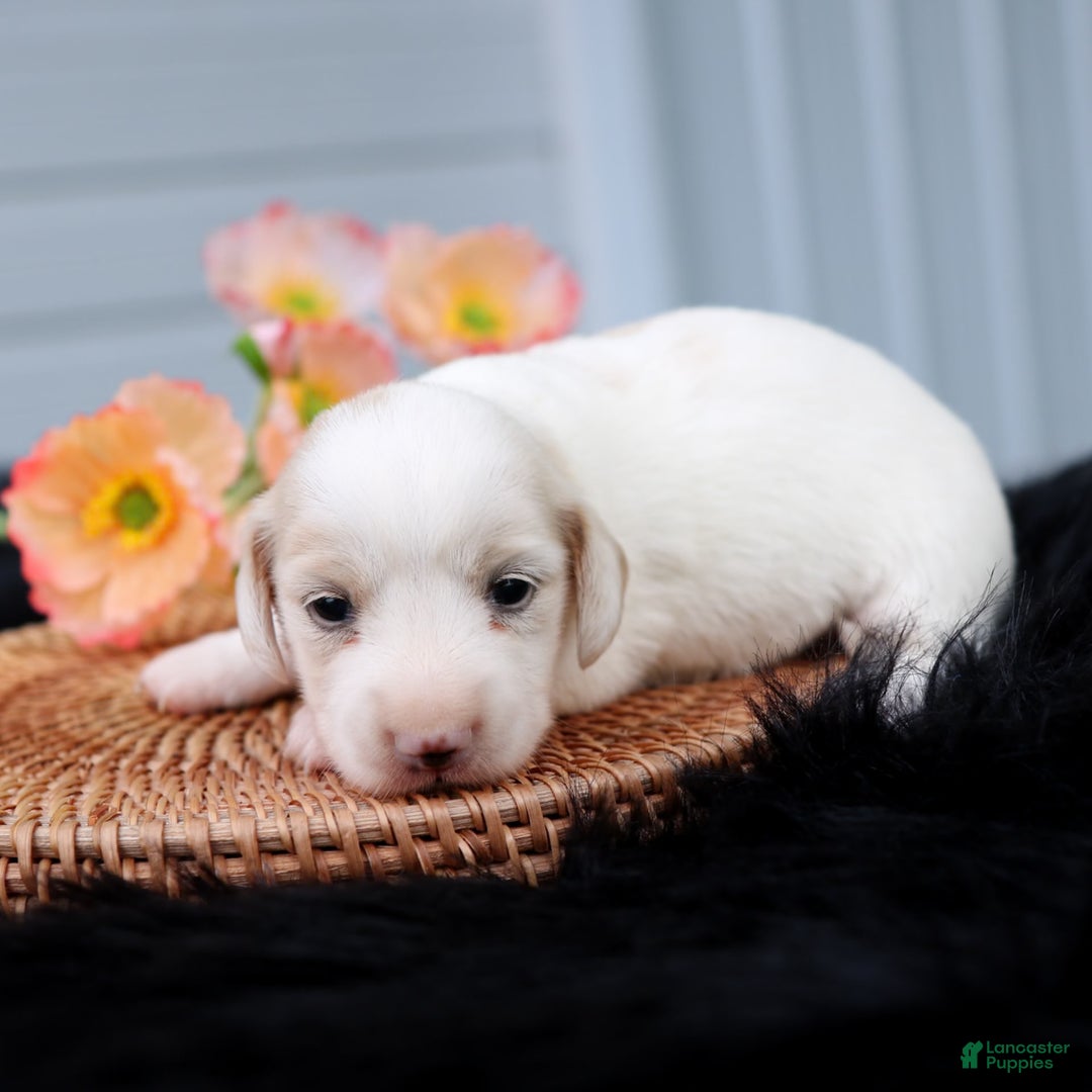 Miniature Dachshund dogs for sale: Sandi - Image 2