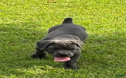 Cane Corso dogs for sale: Athena - Image 3