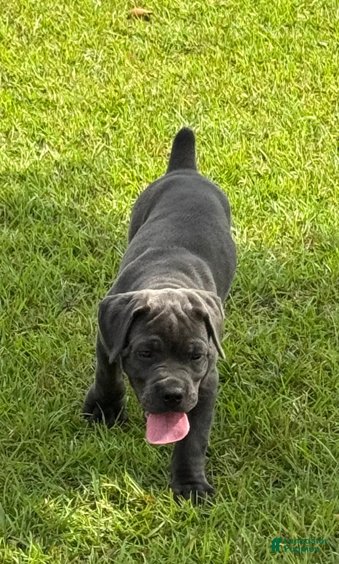 Cane Corso dogs for sale: Athena - Image 3