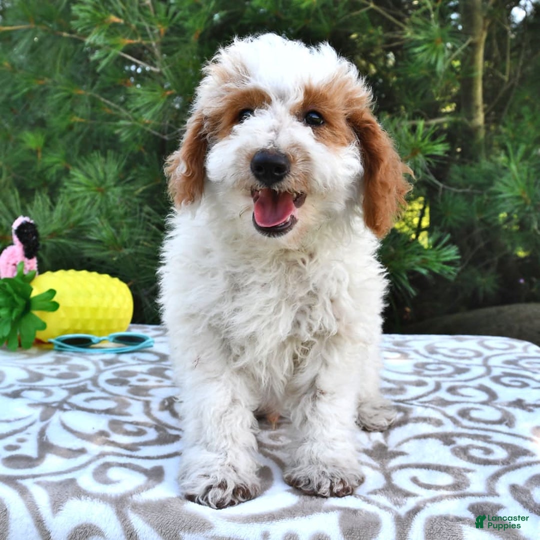 Mini Goldendoodle dogs for sale: Buster - Image 2