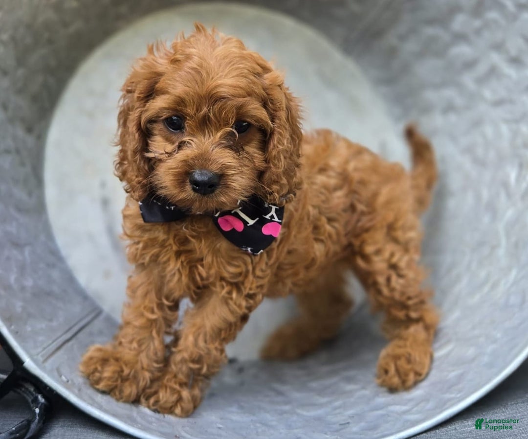 Cavapoo dogs for sale: Ann - Image 5