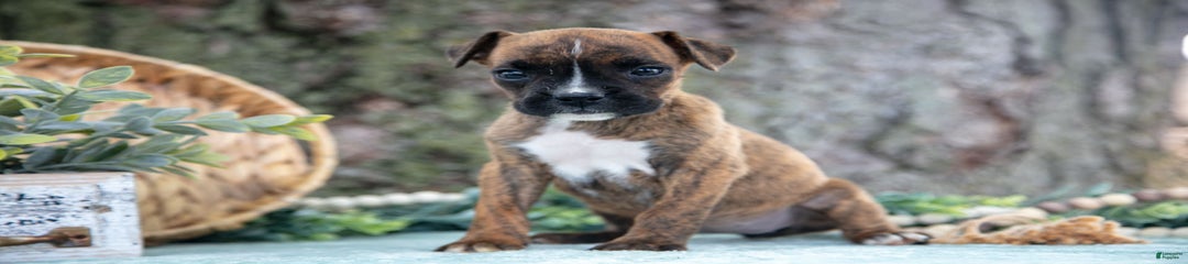 Frida