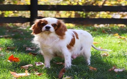 Cavapoo dogs for sale: Dolly - Image 10