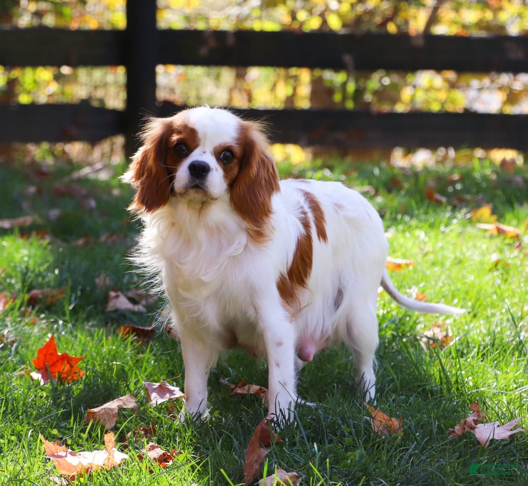 Cavapoo dogs for sale: Dolly - Image 10