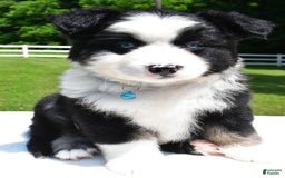 Miniature Australian Shepherd dogs for sale: Jean - Image 4