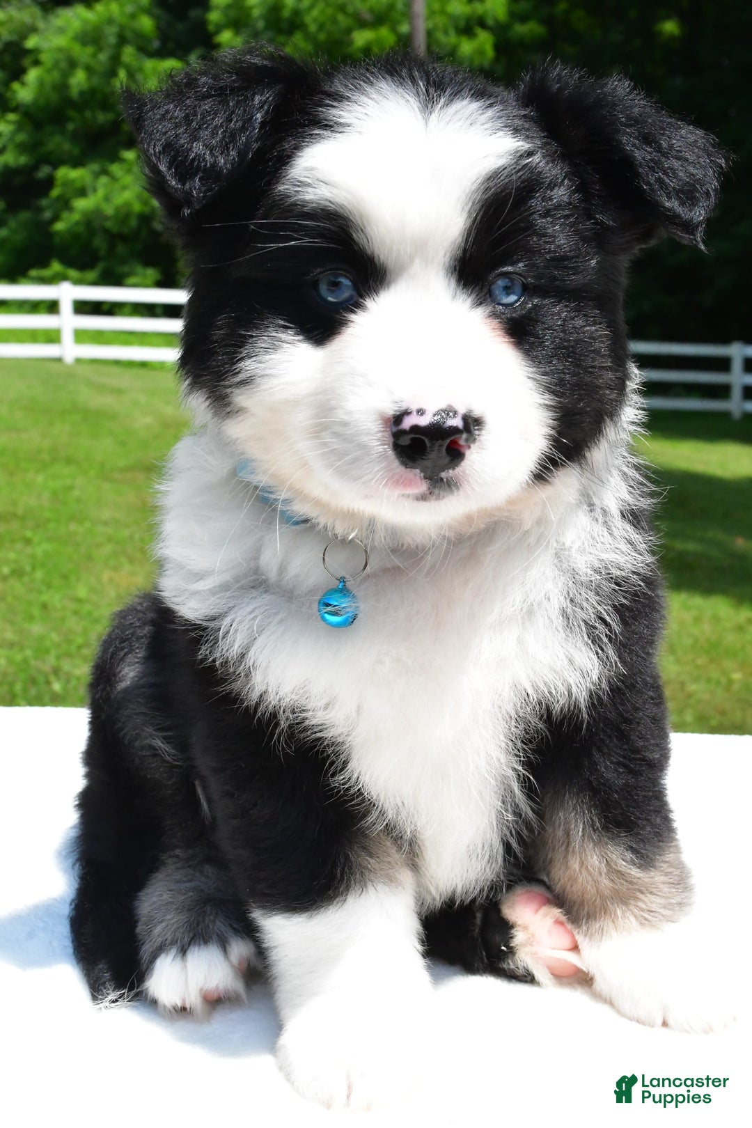 Miniature Australian Shepherd dogs for sale: Jean - Image 4