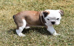 English Bulldog dogs for sale: PAT - Image 4