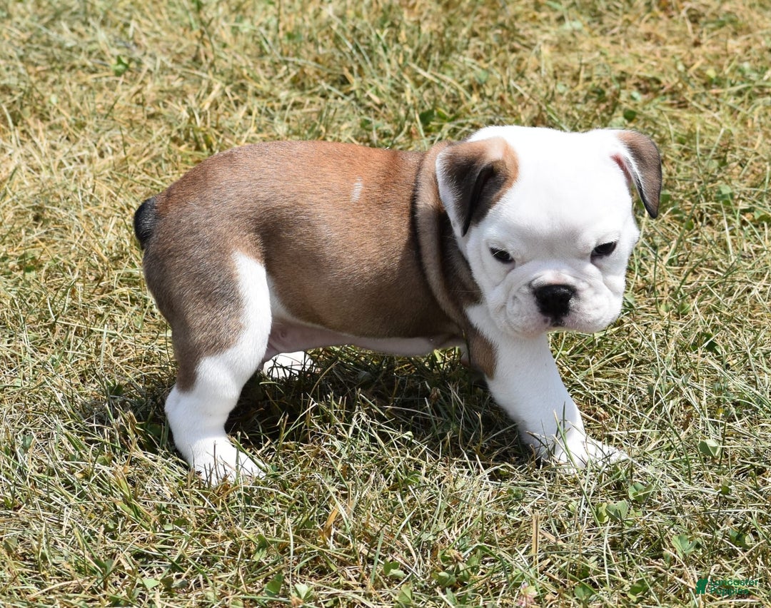 English Bulldog dogs for sale: PAT - Image 4