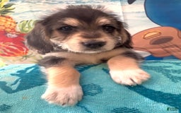 Beagle dogs for sale: Bassetdoodles - Image 9