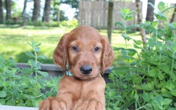 Irish Setter dogs for sale: felix - Image 1