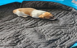 Jack Russell Terrier dogs for sale: Copper - Image 1