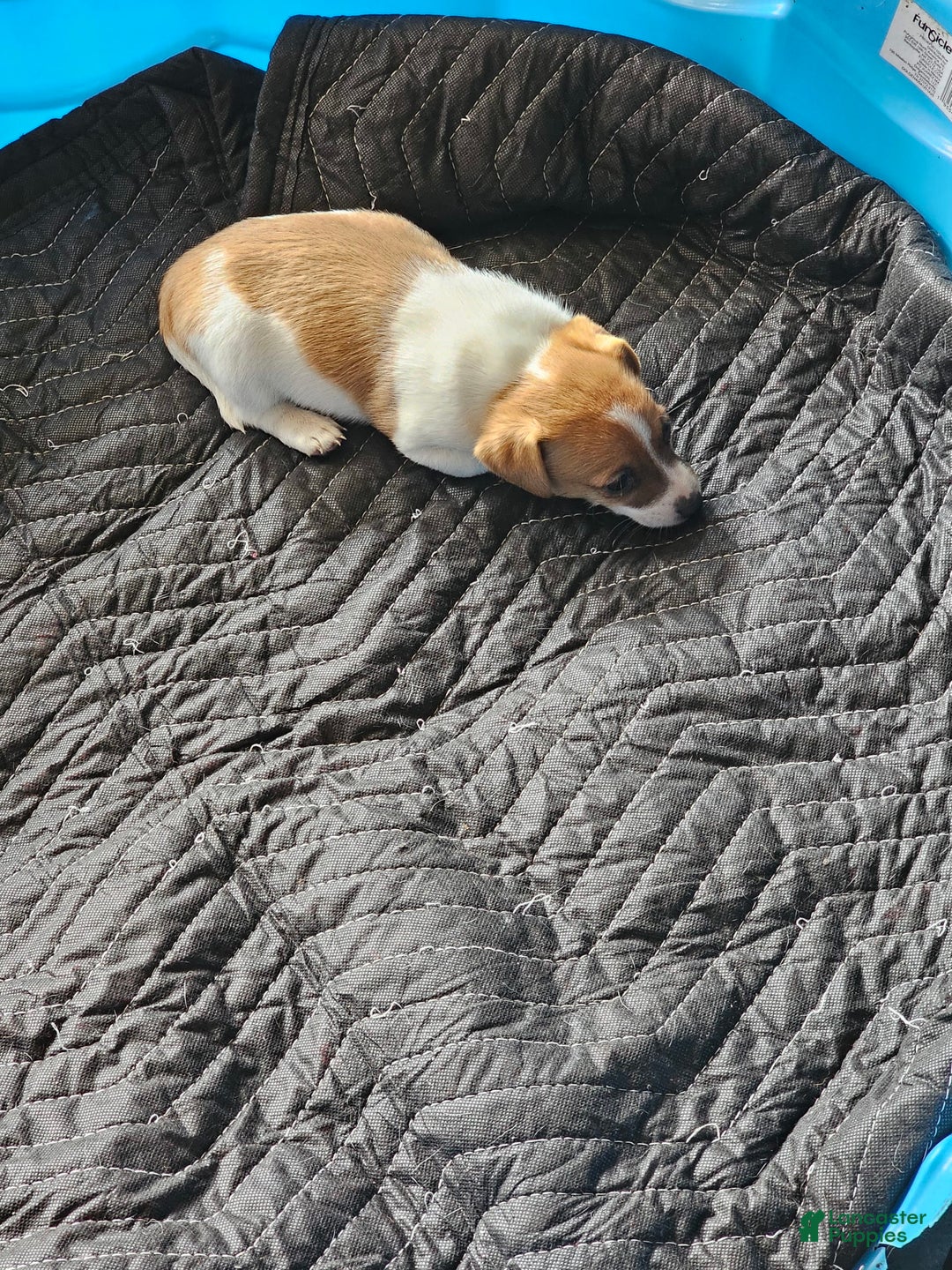 Jack Russell Terrier dogs for sale: Copper - Image 1