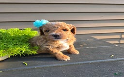 Mini Goldendoodle dogs for sale: Cuddles - Image 2