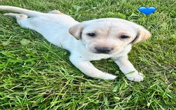 Labrador Retriever dogs for sale: Female Yellow Blue Collar - Image 5