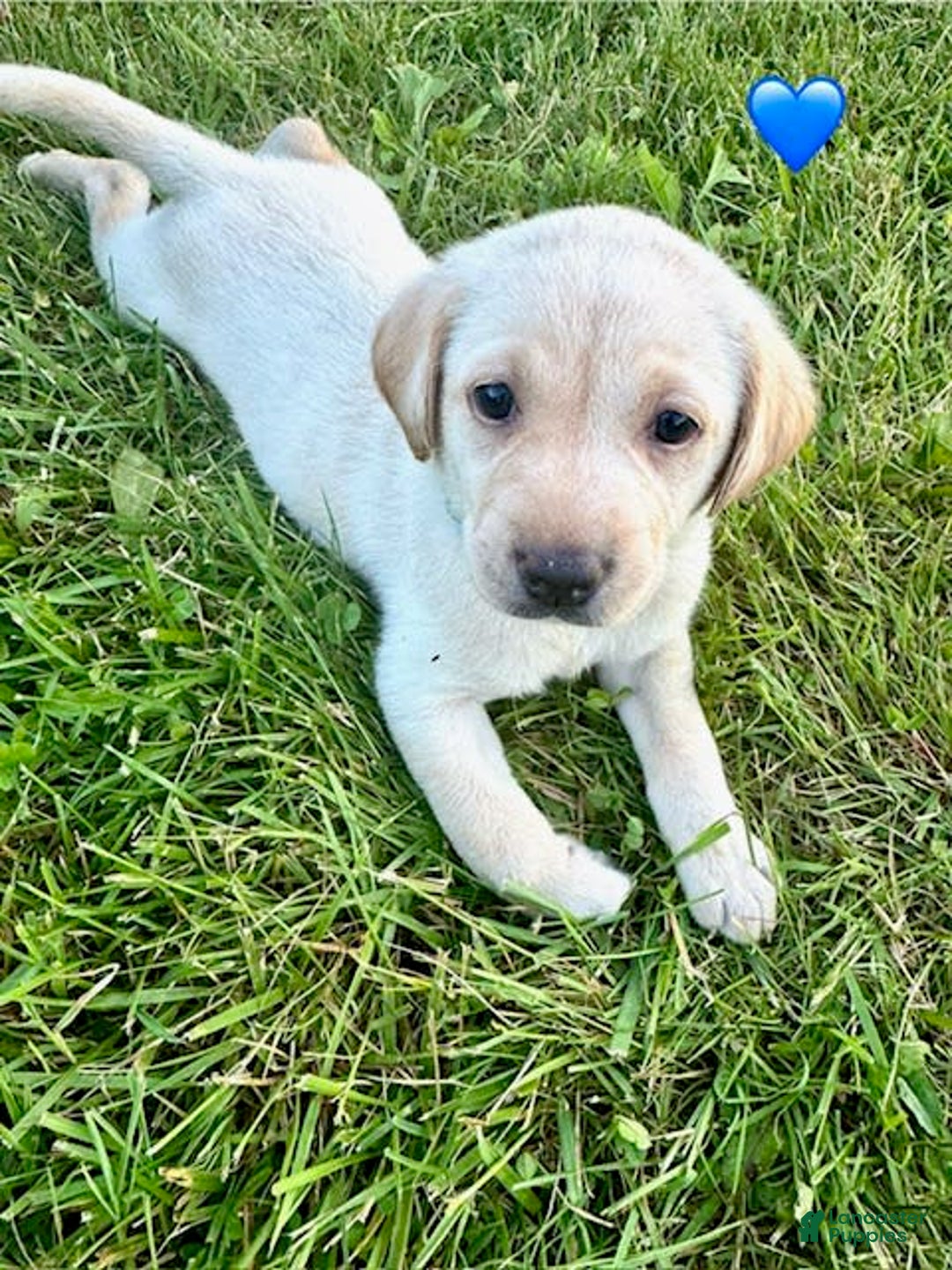 Labrador Retriever dogs for sale: Female Yellow Blue Collar - Image 5