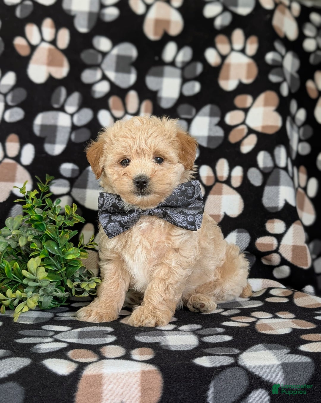 Maltipoo dogs for sale: Harley 6 Lbs Full Grown - Image 5
