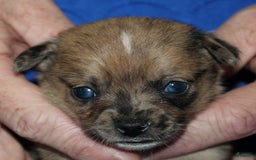 Chihuahua dogs for sale: Pablo - Image 4