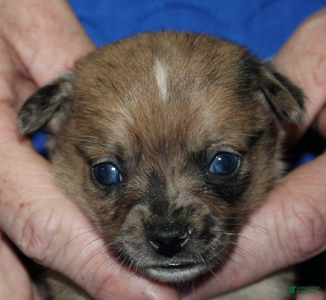 Chihuahua dogs for sale: Pablo - Image 4
