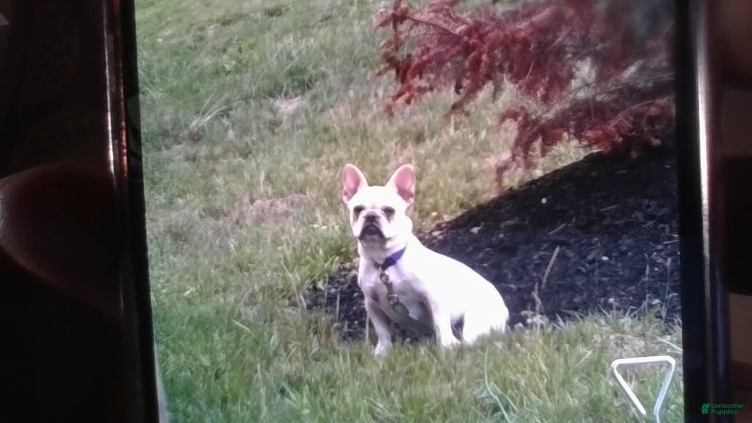French Bulldog dogs for sale: Casey - Image 1