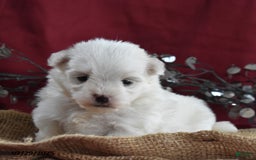 Maltese dogs for sale: Blake - Image 5