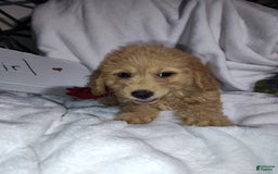 Mini Goldendoodle dogs for sale: Tinkerbell - Image 2