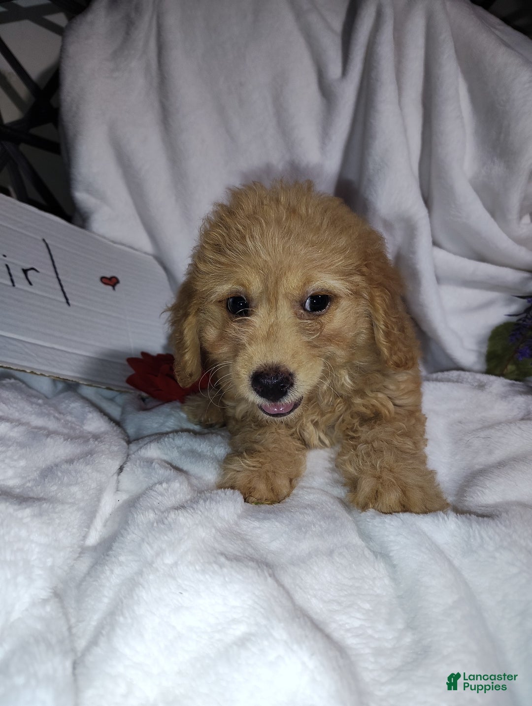 Mini Goldendoodle dogs for sale: Tinkerbell - Image 2