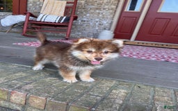 Pomsky dogs for sale: Chipmunk - Image 1