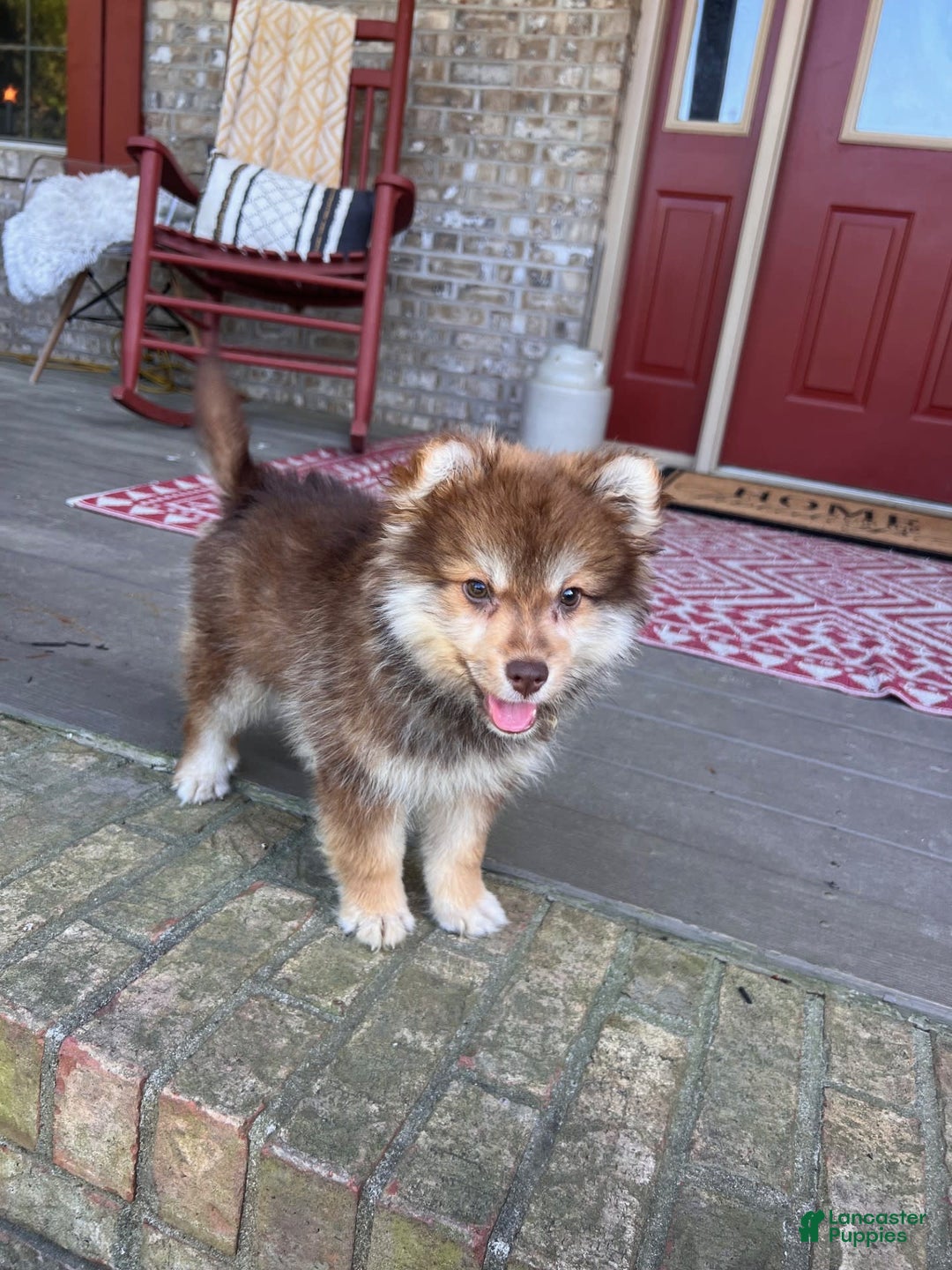 Pomsky dogs for sale: Chipmunk - Image 1